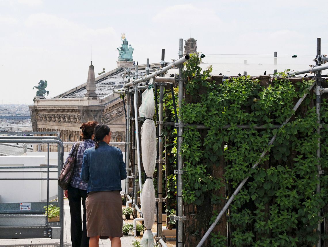 Do 2050 roku 70% populacji Ziemi będzie żyło w miastach. Dlatego miasta muszą zająć się rolnictwem!