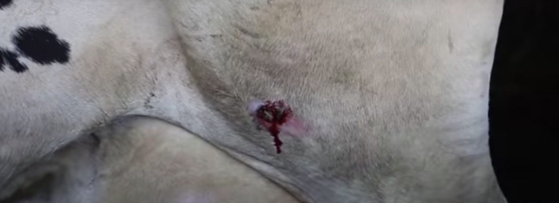 Poranione, chore krowy, które nigdy nie widziały słońca. Parmezan powstaje w krwawych warunkach