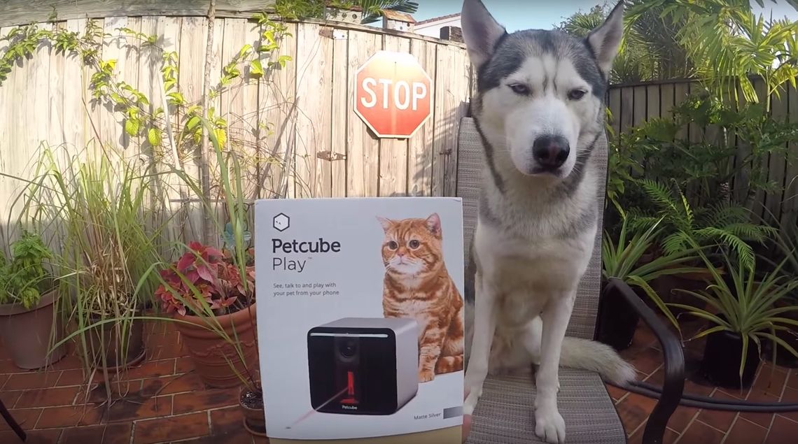 Petcube to elektryczna niania dla czworonożnych kumpli