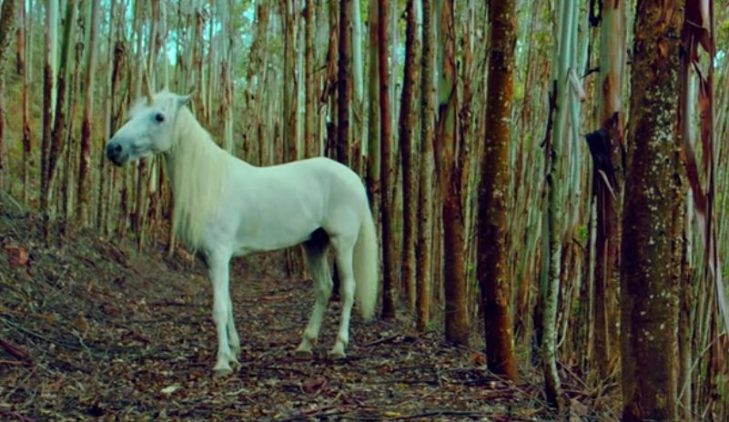 Jednorożec, zatrute owoce i chatka na skraju lasu. "Unicorn" to niepokojąca baśń o dorastaniu