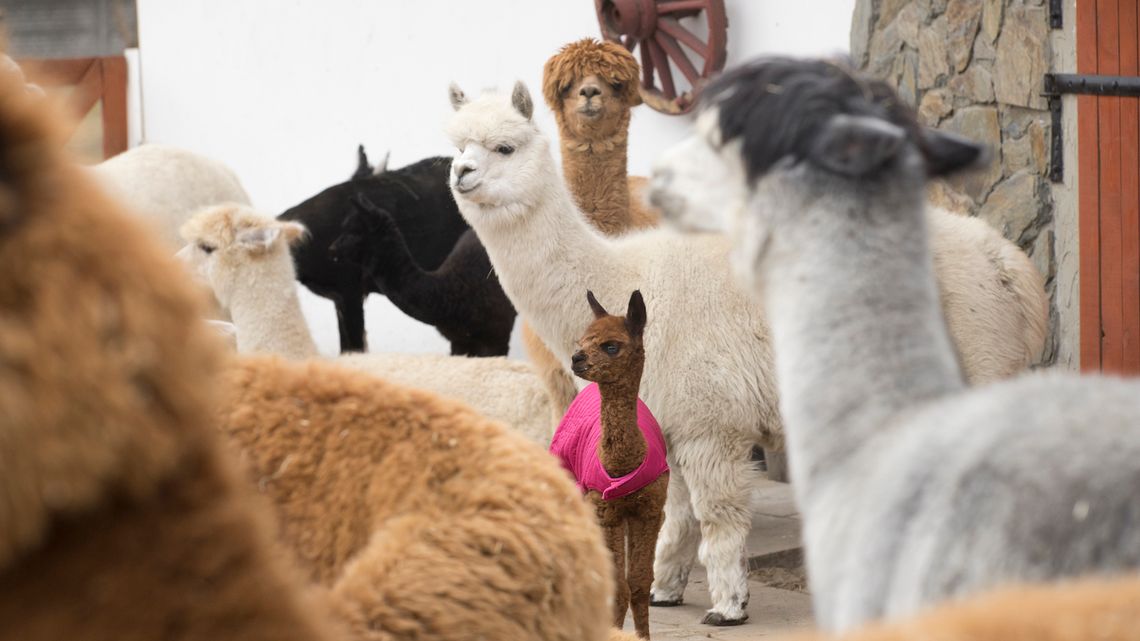 Alpaki na Okęciu i nowe ziarna z Peru w Costa Coffee