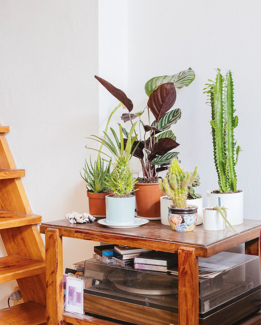 Usychają wam nawet kaktusy? "Projekt Rośliny” pomoże stworzyć domową dżunglę