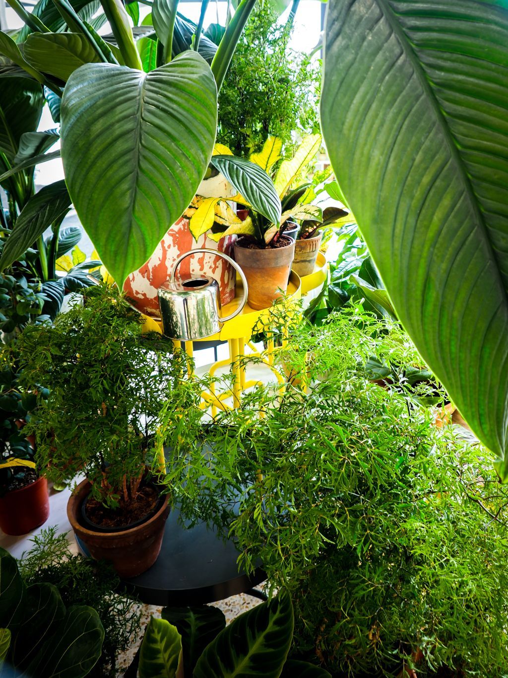 W centrum Poznania powstała strefa roślinności otwarta dla każdego