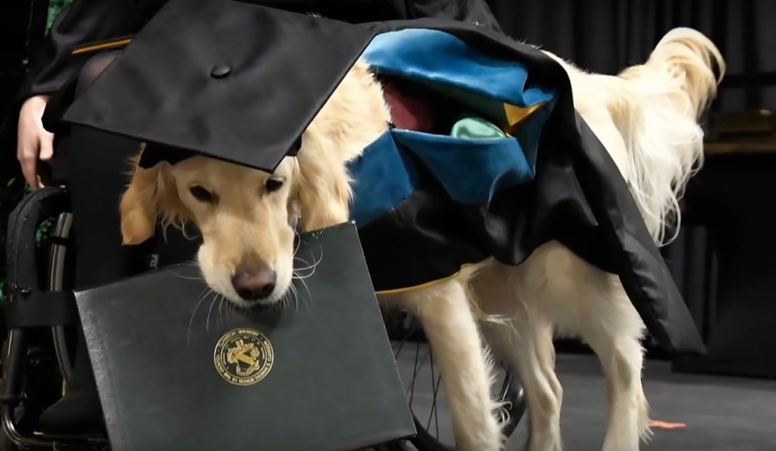 Pies dostał honorowy tytuł magistra. To dzięki pomocy dla swojej pani