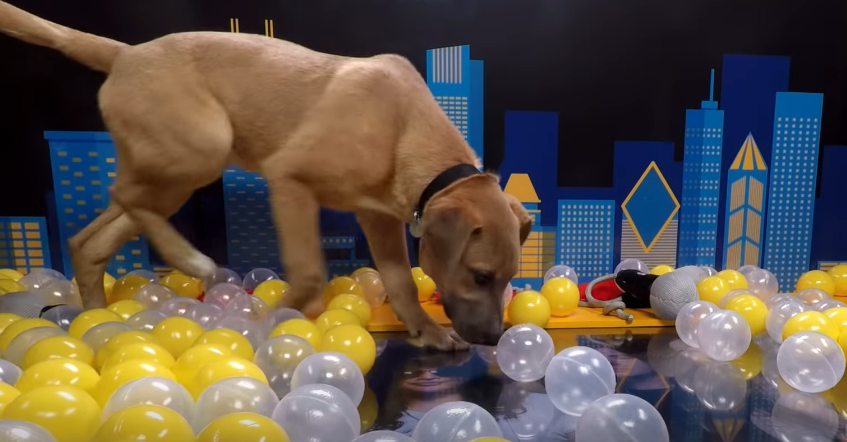 Amerykański festiwal zaprezentował psiaki do adopcji zamiast ogłosić swój line-up