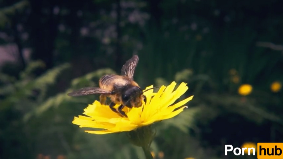 Pornhub z nową kategorią - beesexual. Serwis przekaże pieniądze na ratowanie pszczół za oglądanie filmów z nimi
