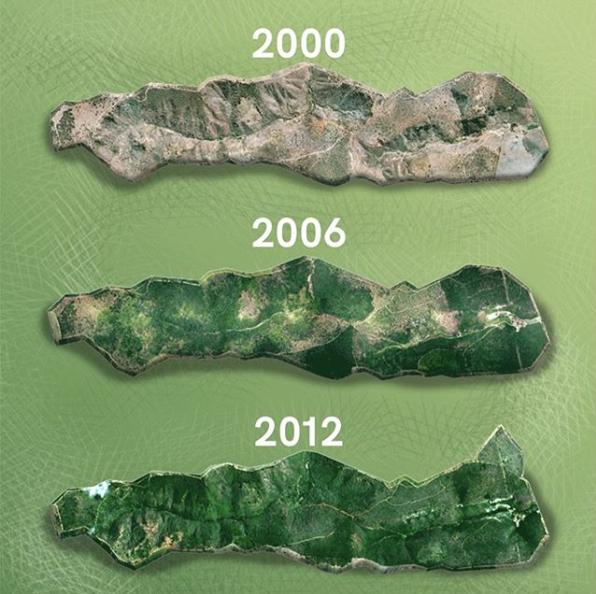 Para spędziła 20 lat na sadzeniu lasu, by przywrócić do niego życie zwierząt