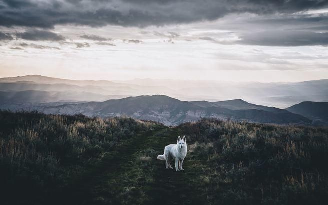 Jon Snow z "Gry o Tron" porzucił wilkora, więc polska fundacja pomagająca zwierzętom zorganizowała zbiórkę