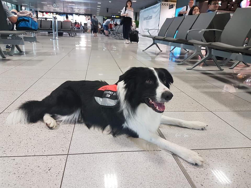 Lotnisko w Krakowie zatrudniło psa, żeby obniżyć stres pasażerów przed odlotem