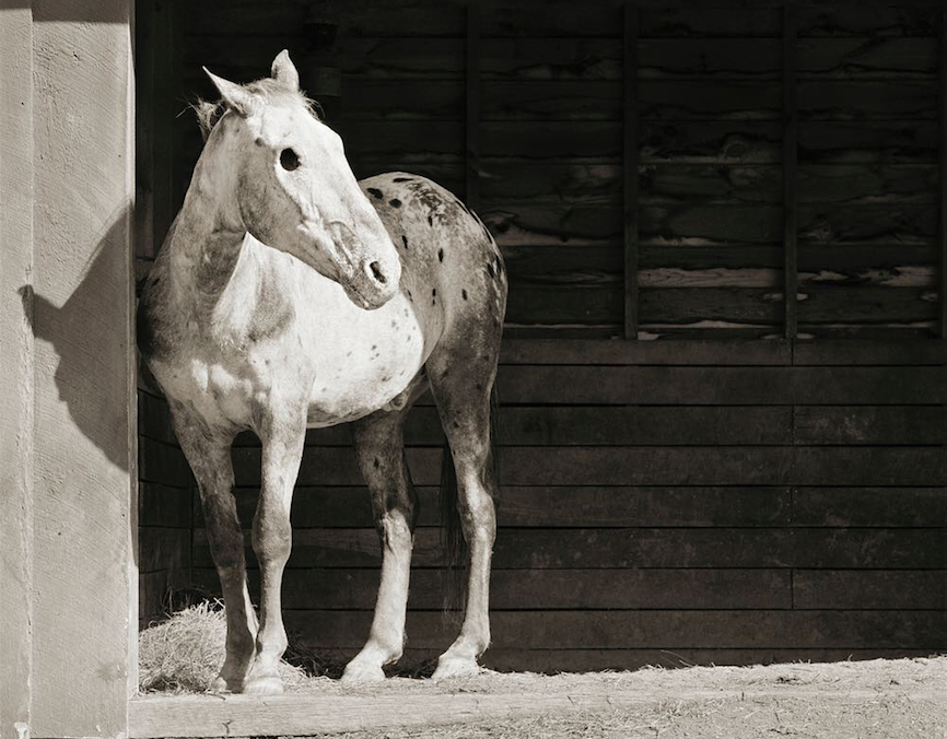 Artystka sfotografowała zwierzęta uratowane z ferm przemysłowych. Każde ma wyjątkową historię