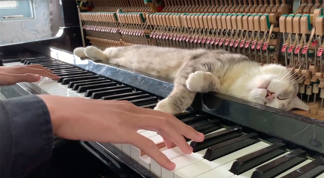 Pianista-kociarz podbija internet. To idealna dawka słodyczy i kultury wysokiej
