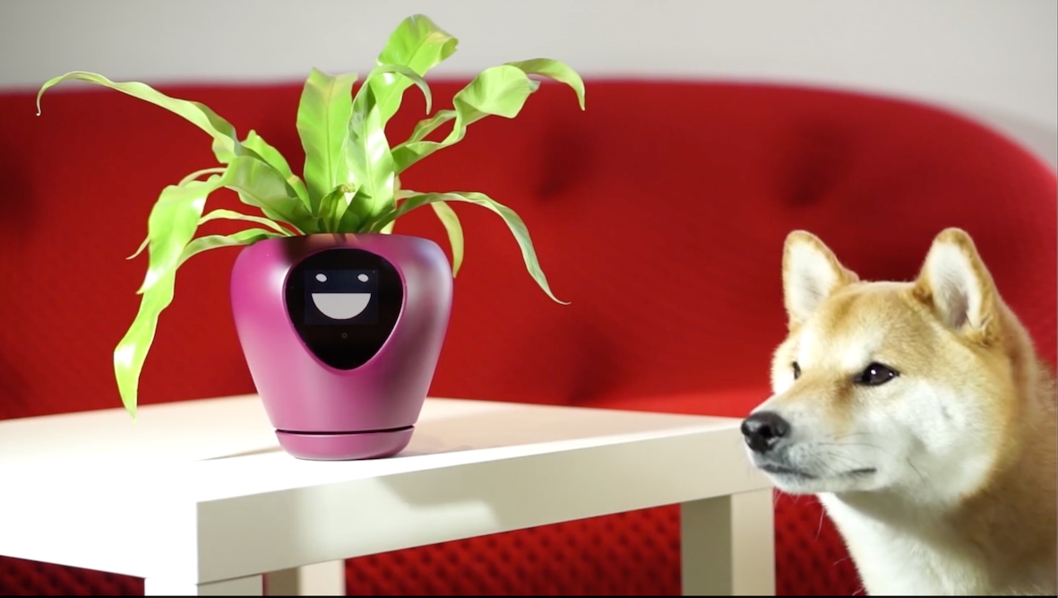 Interaktywna doniczka, która pokazuje na ekranie emocje rośliny. Jak tamagotchi, ale z większą odpowiedzialnością