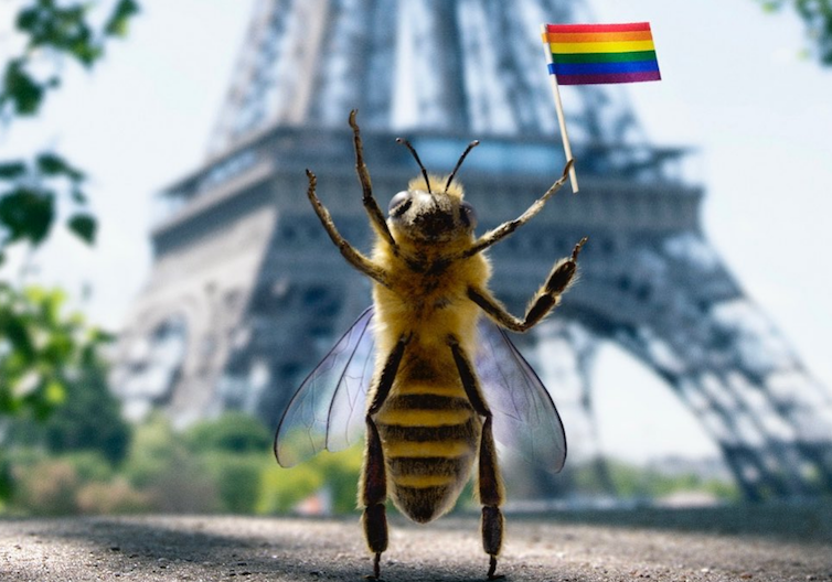 Pszczoła-influencerka podbija Instagram w szczytnym celu. Dochody z reklam przeznacza na ratowanie swojego gatunku