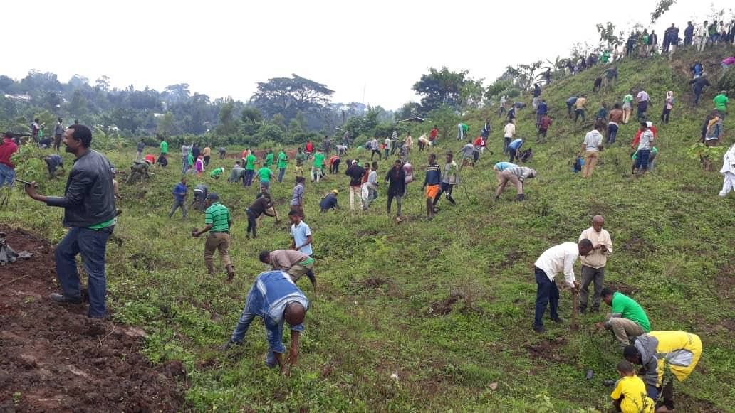 W Etiopii posadzono 350 mln drzew w jeden dzień. To światowy rekord
