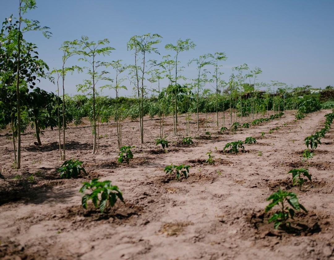 Ekologiczna wyszukiwarka - dzięki korzystaniu z niej sadzone są drzewa na całym świecie