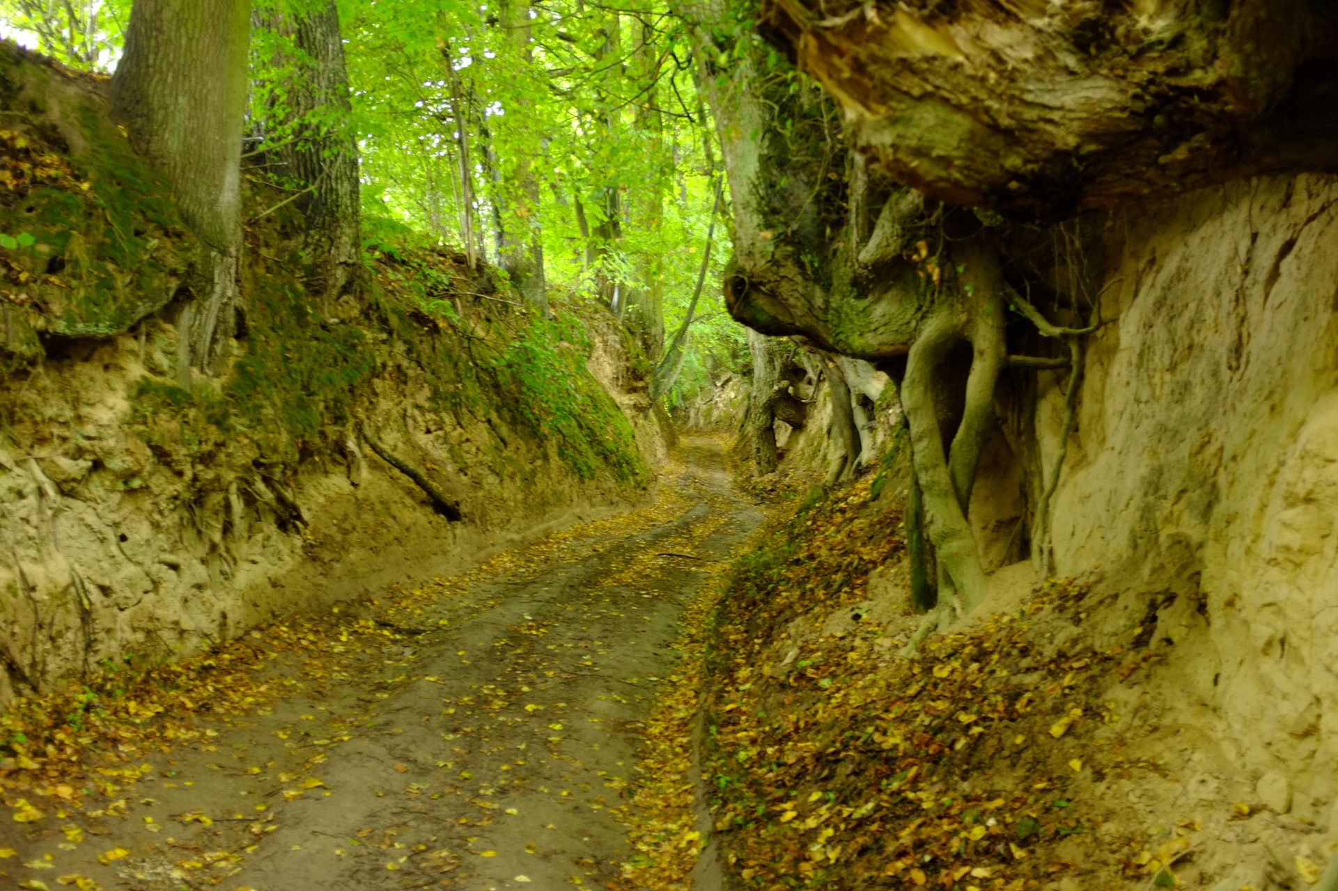 Wąwóz Czarny w Kazimierzu Dolnym ma zostać wybetonowny. Lokalni aktywiści przygotowali petycję [link]