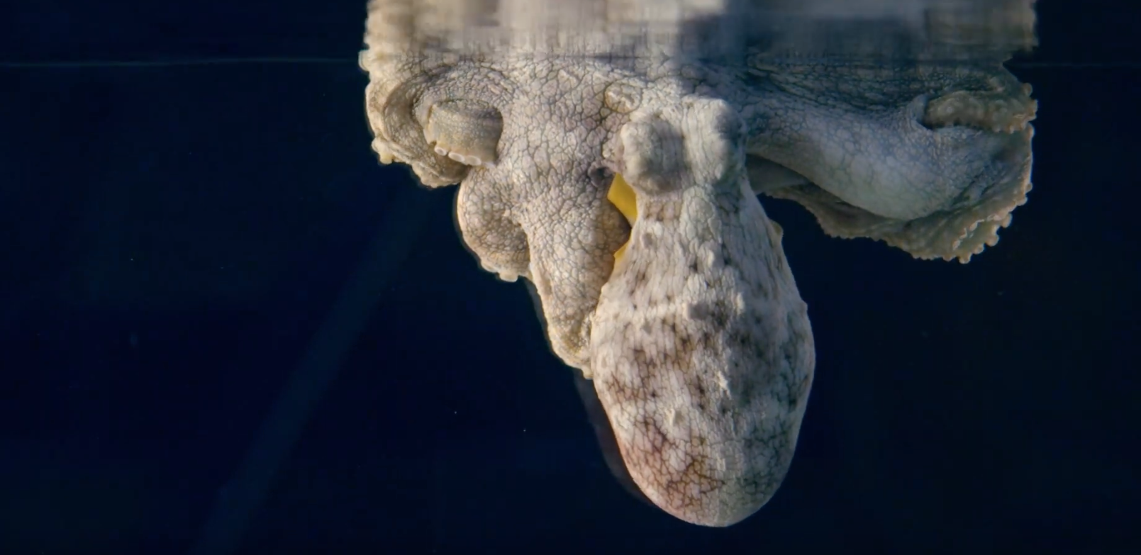 Śpiące ośmiornice zmieniają kolory gdy śnią [film]