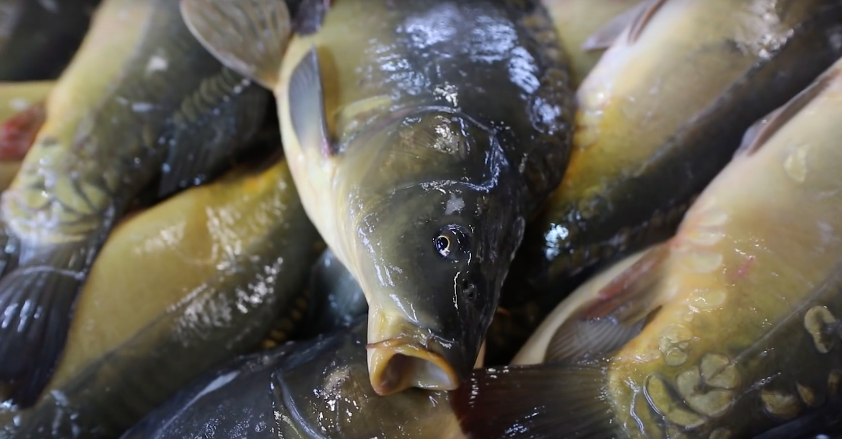 Dwie popularne w Polsce sieci supermarketów rezygnują ze sprzedaży żywych karpi