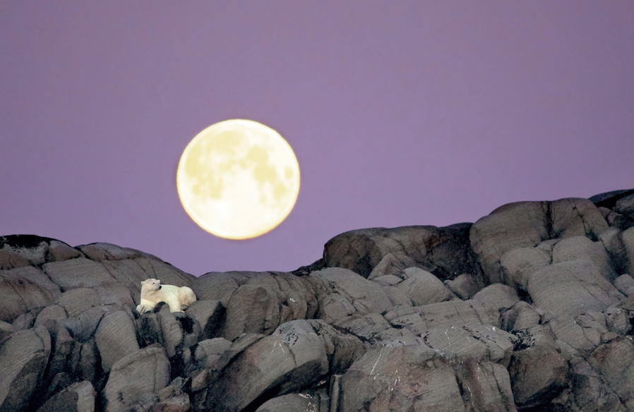 Piękne, majestatyczne, groźne... i na skraju wyginięcia. Michel Rawicki dokumentuje życie niedźwiedzi polarnych