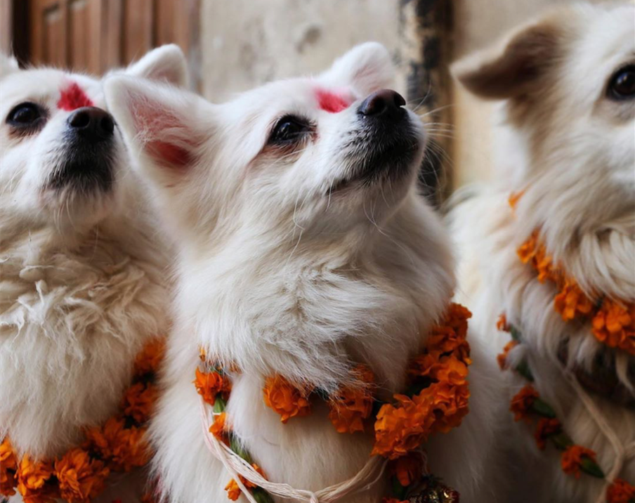 W Nepalu odbywa się festiwal na cześć psów i tego, że są przyjaciółmi człowieka