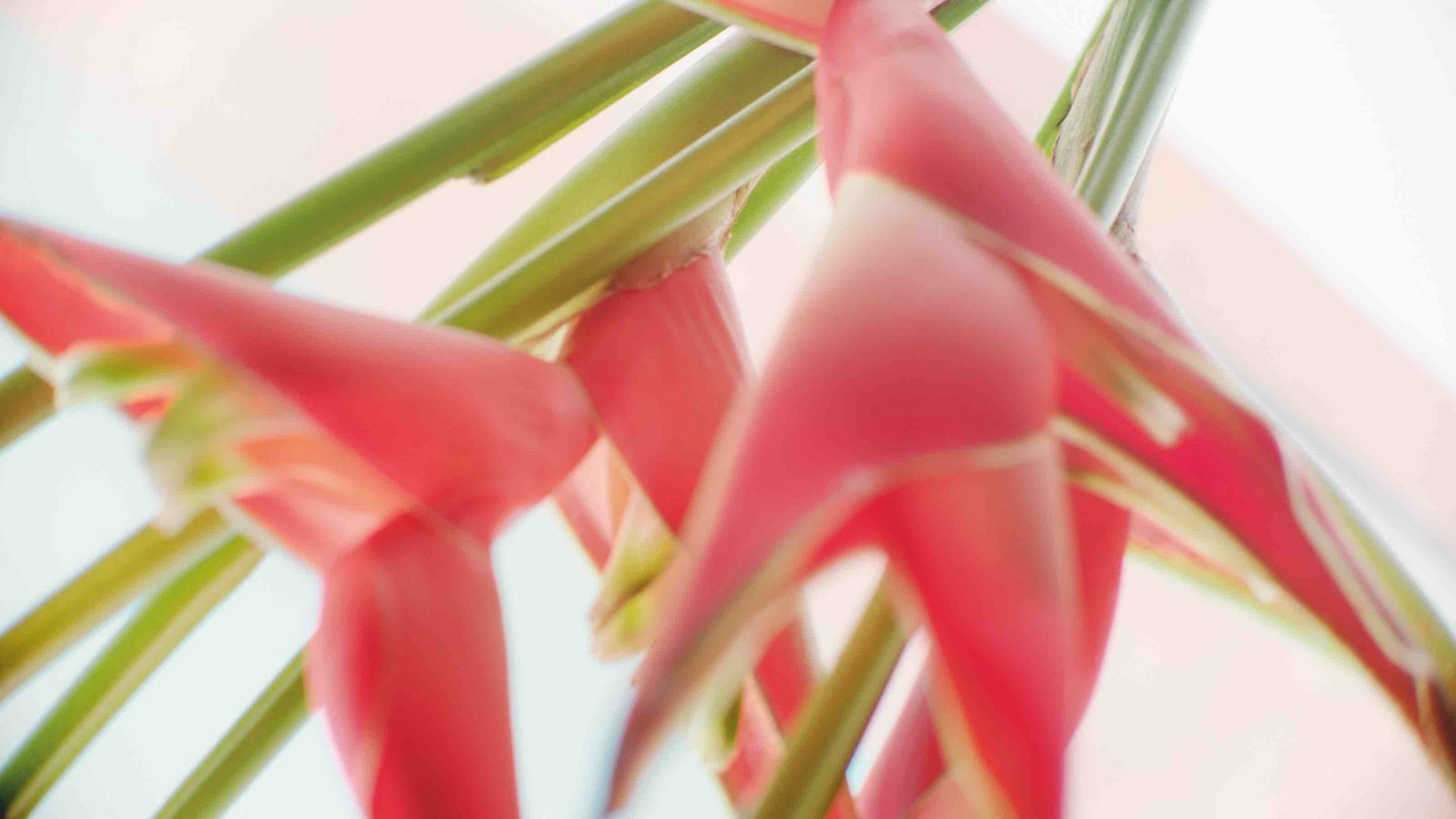 Neuronauka i sztuczna inteligencja – dzięki temu połączeniu określono specyfikę komórek macierzystych i właściwe sposoby dbania o skórę