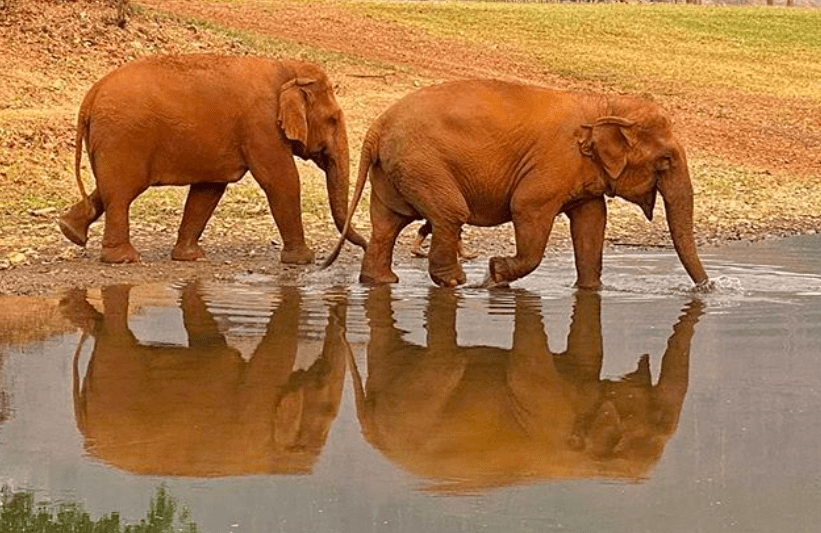Słonie w Chiang Mai zostały wypuszczone na wolność. Powodem nieobecność turystów