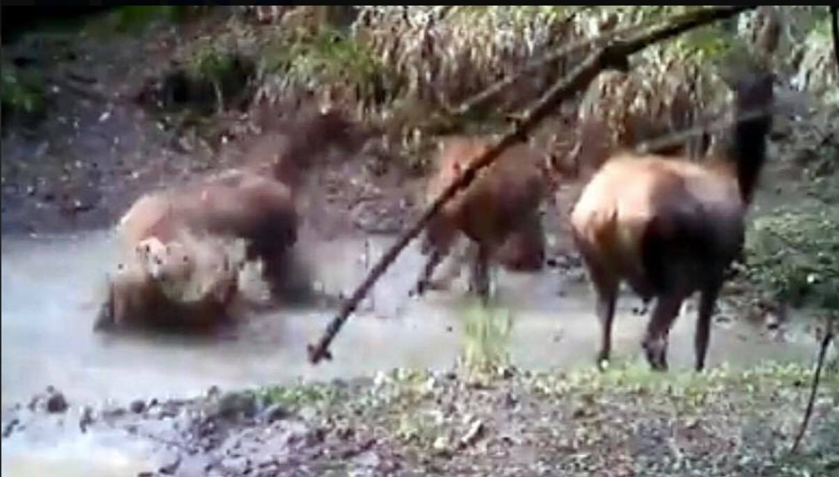 Stado jeleni cieszy się z deszczu. Niecodzienne nagranie z Lasów Państwowych