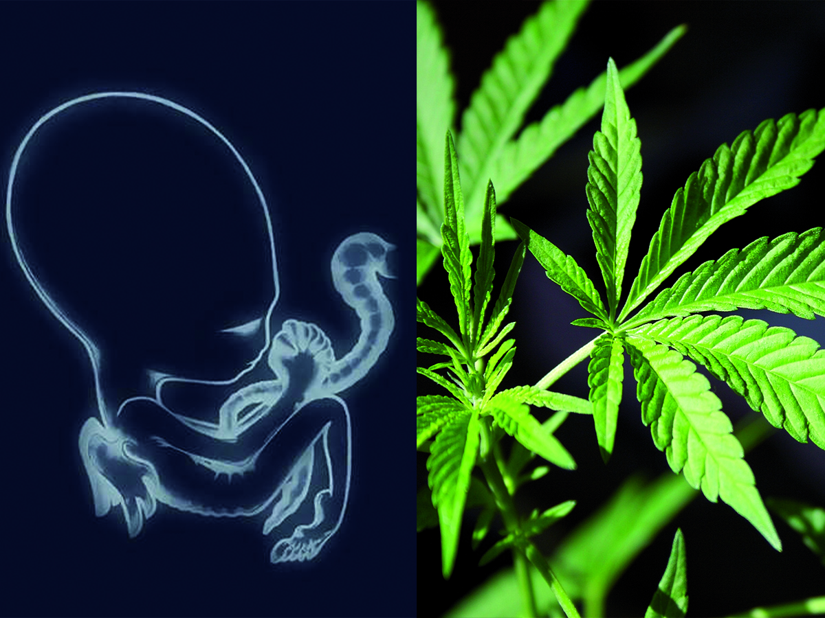 Sigur Ros wprowadzają na rynek nalewki z olejkiem z konopi