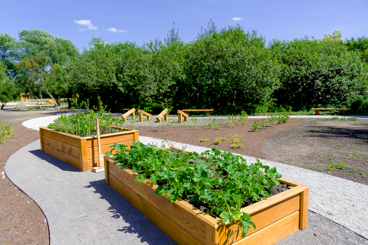 Wege Park w warszawskiej dzielnicy. Powstał miejski skwer do uprawy roślin jadalnych