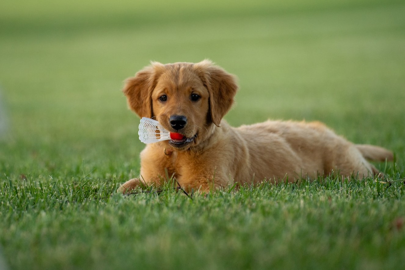 Niemcy zapowiadają obowiązkowe spacery z psem i zakaz łańcucha