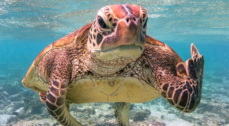 Najśmieszniejsze zwierzęta świata. Poznajcie finalistów Comedy Wildlife Photography Awards 2020