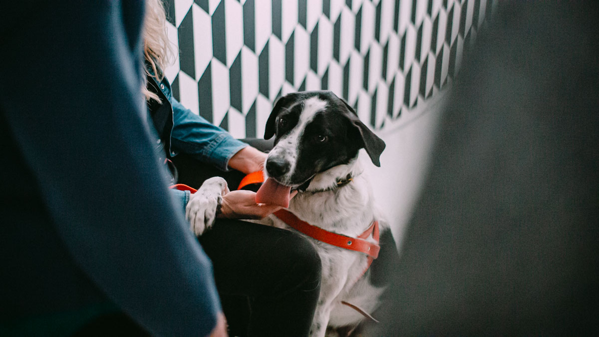 Zysk ze sprzedaży sztuki dla zwierząt. Zbliża się czwarty wernisaż charytatywny Win:Win wspierający psy ze schroniska