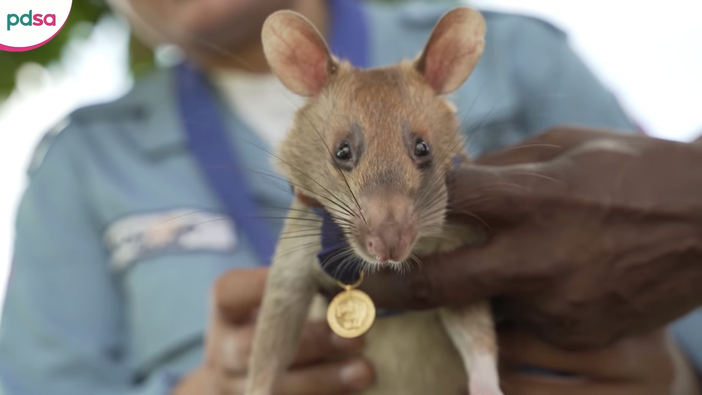 Bohaterski szczur wykrywający miny został odznaczony medalem