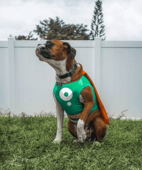 Urlop psacierzyński. Bolt zachęca do adopcji zwierząt, dając pracownikom więcej wolnego