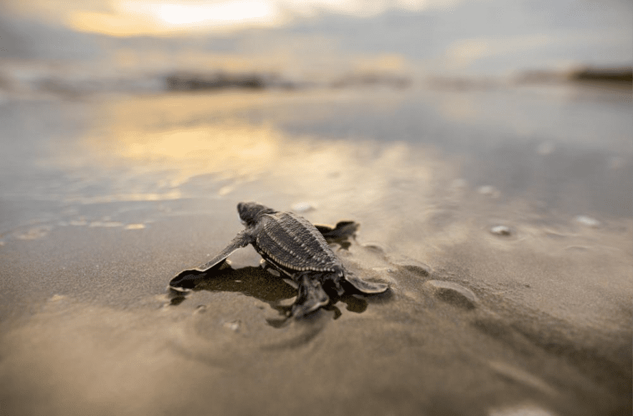 Certina i Sea Turtle Conservancy: współpraca pod znakiem ratowania żółwi morskich