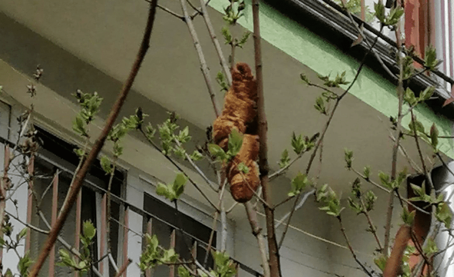 „Lagun" na drzewie przestraszył krakowiankę. Z tej interwencji śmieje się cały świat
