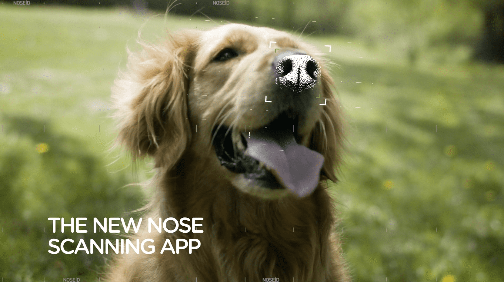 Powstała aplikacja, która umożliwia odnalezienie zaginionych piesków po odciskach ich... nosów