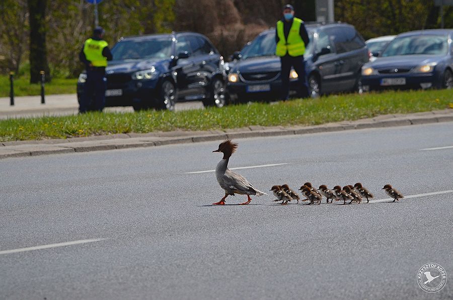 Ruch na warszawskich ulicach zatrzymany przez... nurogęsi