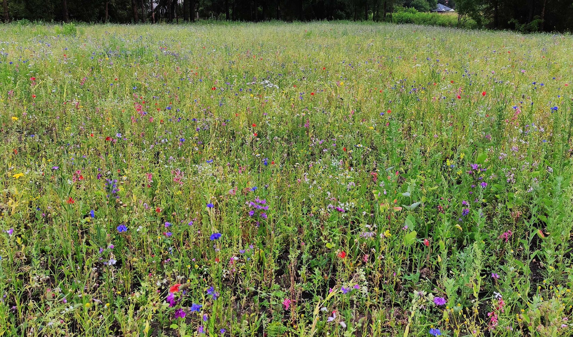 Lidl sadzi łąki kwietne przy sklepach. Na jednej może żyć aż 300 gatunków roślin i zwierząt