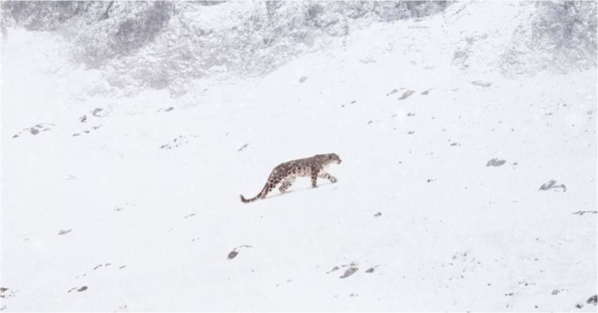 O zwierzęciu na granicy wyginięcia. „Duch śniegów” z muzyką Nicka Cave’a wkrótce w kinach [zwiastun]