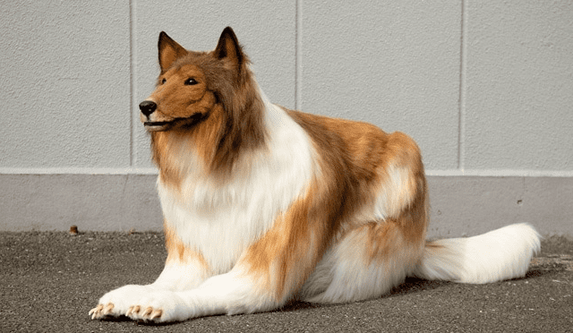 Znudzony byciem człowiekiem postanowił zostać psem