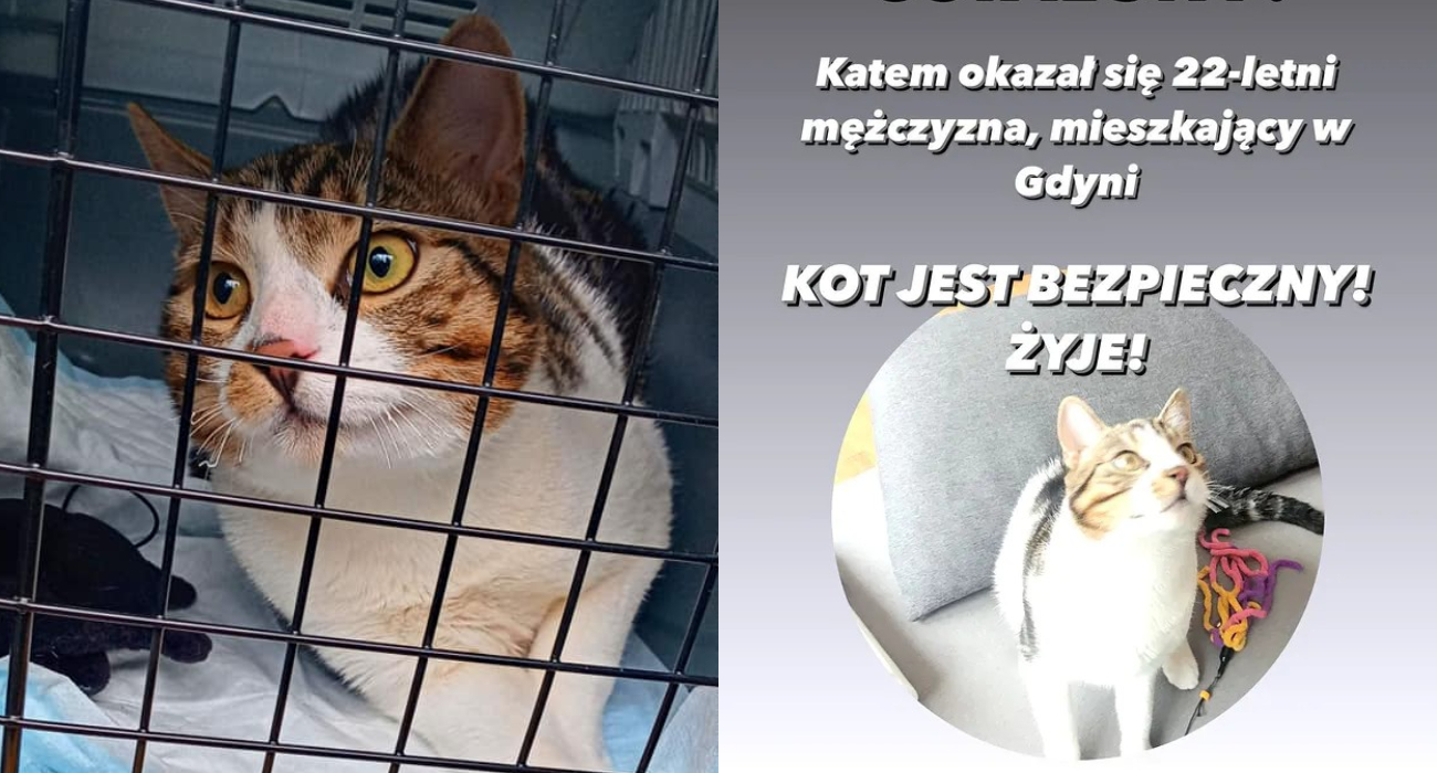 „Powiesiłem go na kablu". Internetowe polowanie na dręczyciela kota zakończone sukcesem
