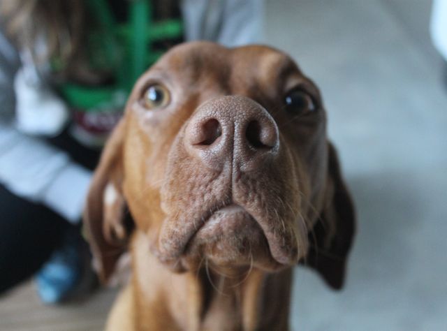 Psy „widzą” nosem i przechodzą nastoletni bunt, sugerują nowe badania