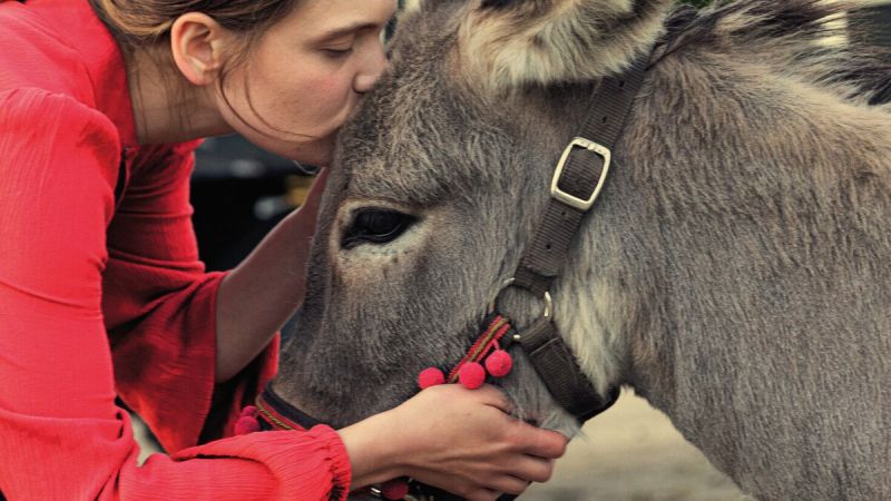 „IO” Jerzego Skolimowskiego polskim kandydatem do Oscara