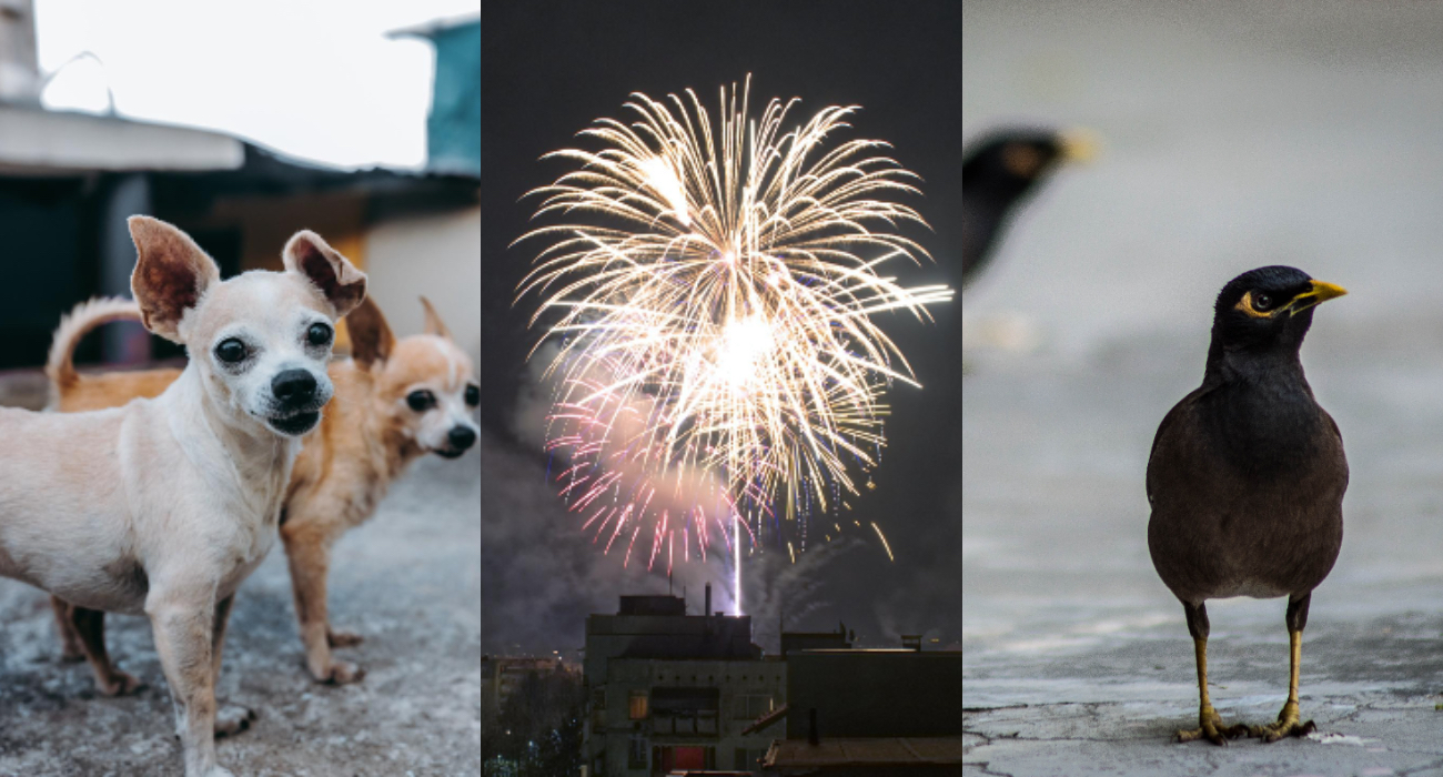Dziesiątki ptaków giną w Sylwestra. Huk petard to dla zwierząt trauma