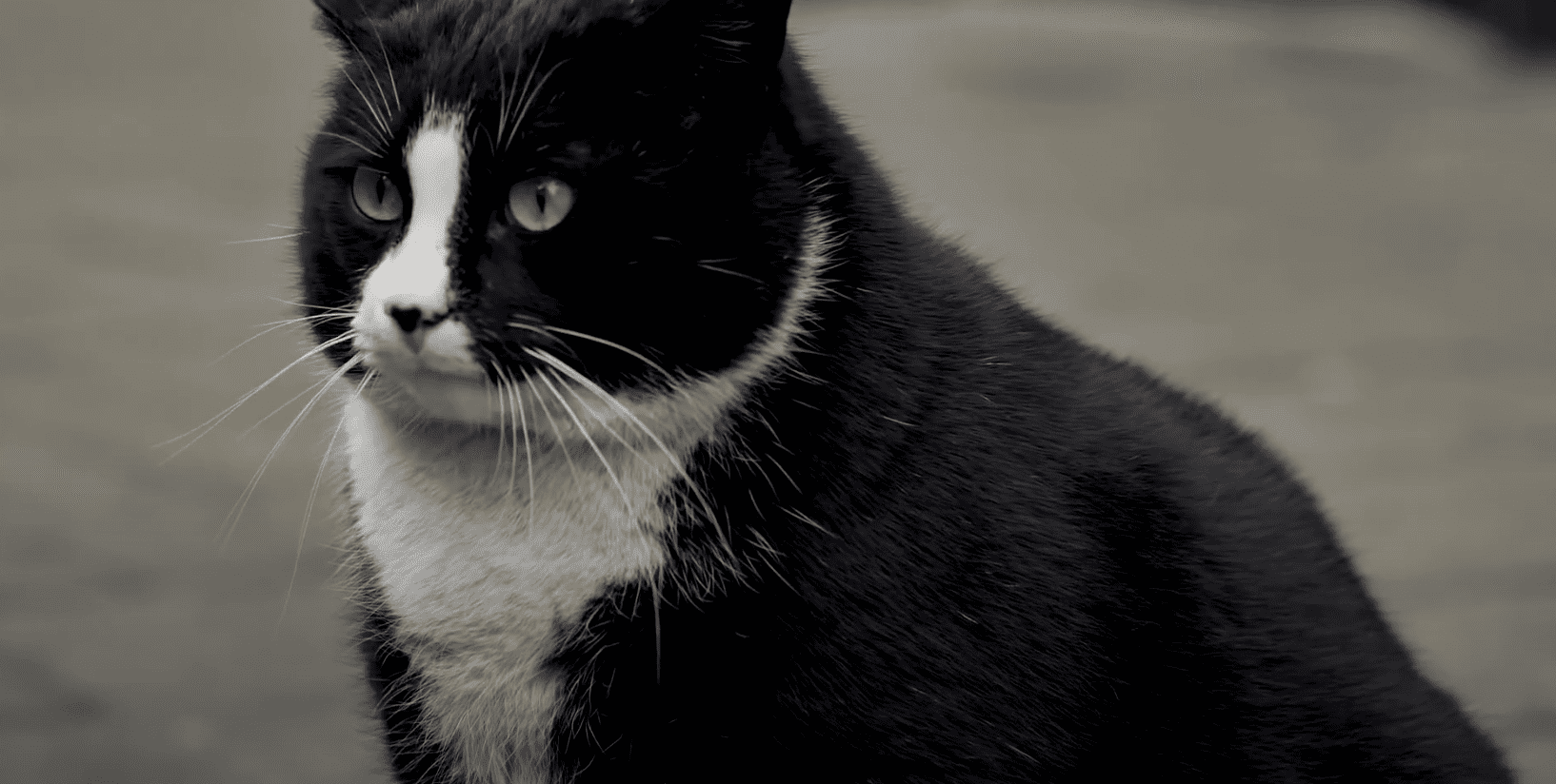 Kot Gacek najlepiej ocenianą atrakcją Google w Szczecinie. „Przyleciałem, żeby go zobaczyć”