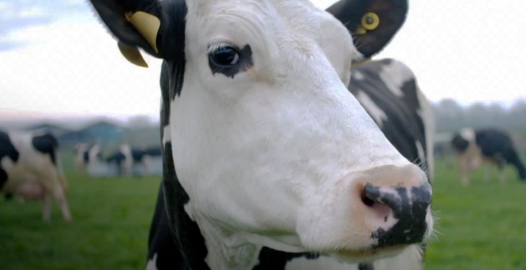 Indie: „Dzień przytulania krów” zamiast Walentynek