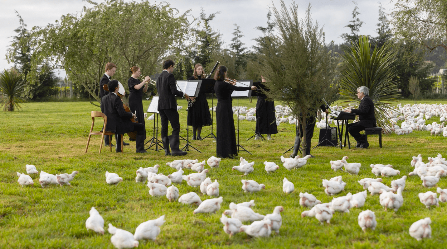 Nowozelandzka orkiestra symfoniczna zagrała dla stada kur!