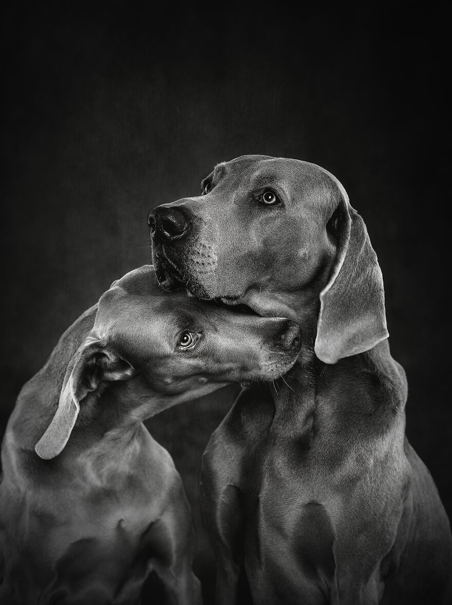 Dog Photography Awards – przyznano nagrody za najlepsze psie foty