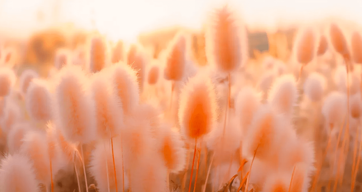 Kolor roku 2024 według Pantone: Peach Fuzz